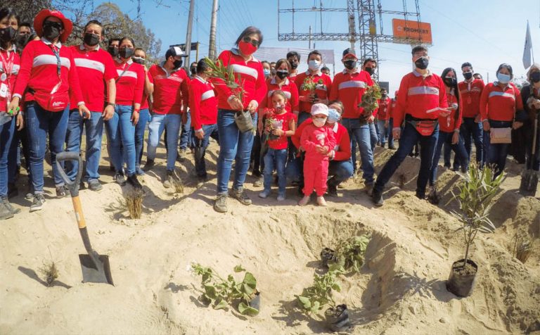 Con éxito entregan y siembran plantas en la provincia de Ica gracias a Caja Ica - Ica