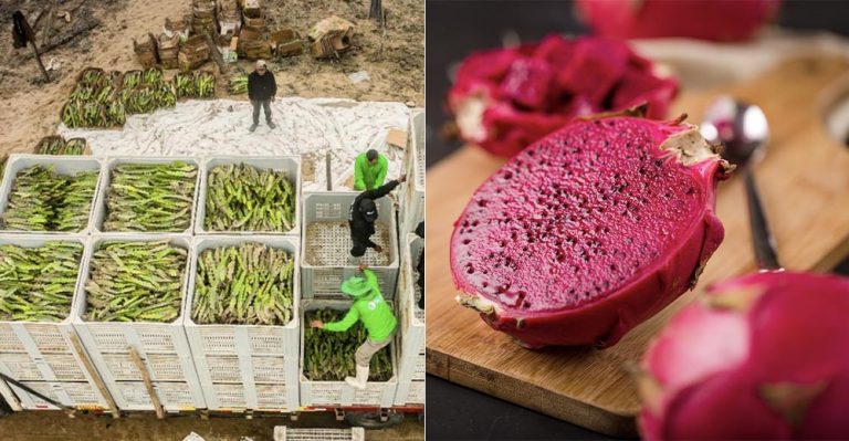 Pitahaya, la fruta del dragón: un superalimento que se abre paso en el mercado peruano - Perú