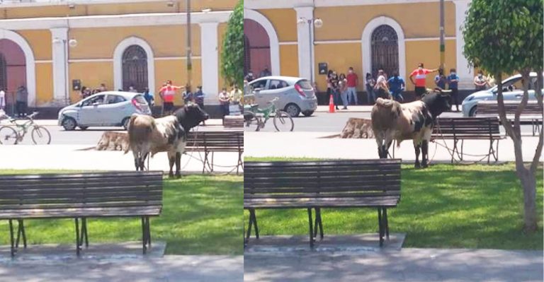 Toro se escapa del camal municipal y causa pánico en la Plaza de Armas de Ica (VIDEO) - Perú