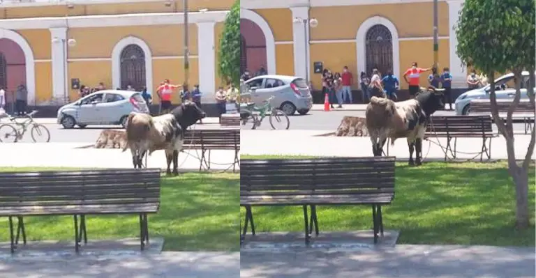 Toro se escapa del camal municipal y causa pánico en la Plaza de Armas de Ica (VIDEO) - Perú