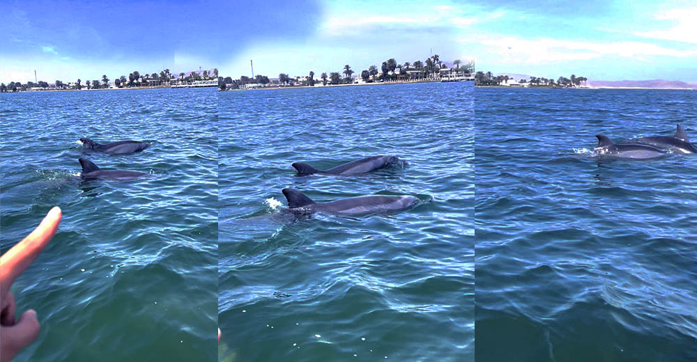 Cuánta resistencia ofrecerán los Dolphins?