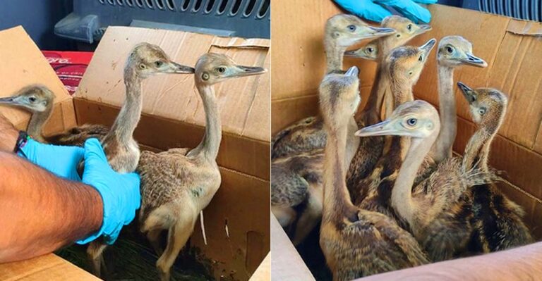 SERFOR interviene a sujeto que quizo hacer pasar 19 avestruz bebés como «patitos» - Perú