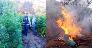 Nasca: Policía encuentra chacras llenos de plantas de marihuana y lo incineran