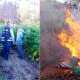 Nasca: Policía encuentra chacras llenos de plantas de marihuana y lo incineran