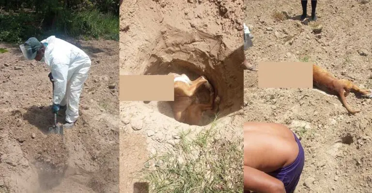 Ica: Sacrifican a dos perros pitbull por causarle la muerte a una persona - Ica