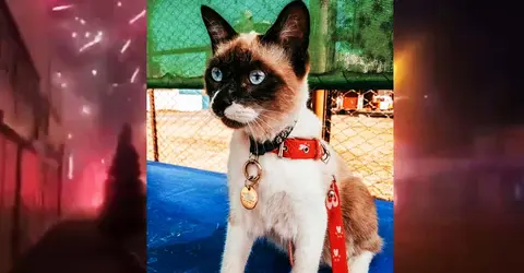 Ica: Aslan, el gatito que falleció en Navidad por un paro cardiaco debido a la pirotecnia