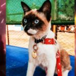 Ica: Aslan, el gatito que falleció en Navidad por un paro cardiaco debido a la pirotecnia