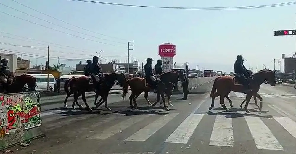 Ica: Envían caballos de la Policía Montada para resguardar la Panamericana Sur