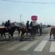 Ica: Envían caballos de la Policía Montada para resguardar la Panamericana Sur