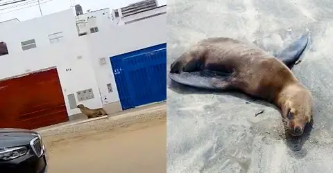 Animales marinos están abandonando el mar y mueren en las playas del Perú.