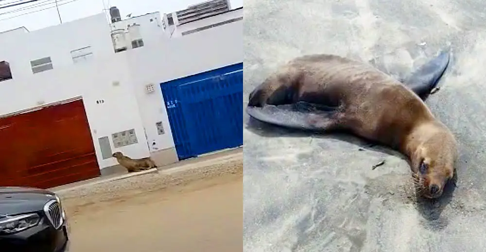 Animales marinos están abandonando el mar y mueren en las playas del Perú.
