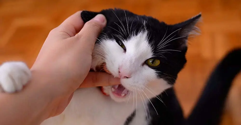 Día Internacional del gato: 10 cosas que nunca debes olvidar sobre los felinos