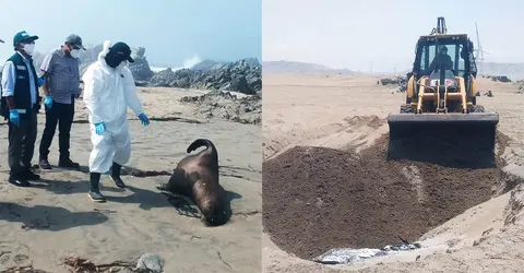 Ica: Serfor y autoridades entierran a lobos marinos que murieron varados en las playas