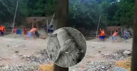 Ica: Vecinos matan con palos y piedras a un perro pitbull en el distrito de Tate