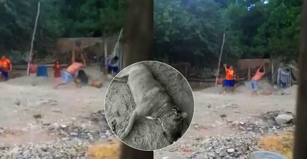 Ica: Vecinos matan con palos y piedras a un perro pitbull en el distrito de Tate