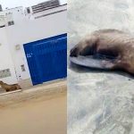 Animales marinos están abandonando el mar y mueren en las playas del Perú.