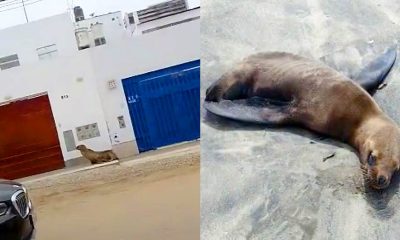 Animales marinos están abandonando el mar y mueren en las playas del Perú.