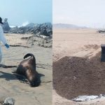 Ica: Serfor y autoridades entierran a lobos marinos que murieron varados en las playas