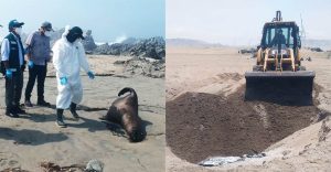 Ica: Serfor y autoridades entierran a lobos marinos que murieron varados en las playas