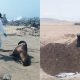 Ica: Serfor y autoridades entierran a lobos marinos que murieron varados en las playas