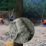 Ica: Vecinos matan con palos y piedras a un perro pitbull en el distrito de Tate