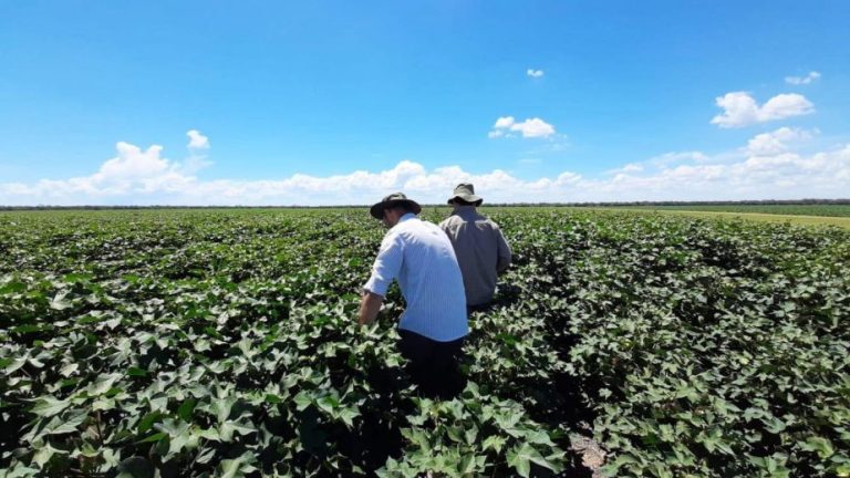 Más de 7 mil productores recibirán el FertiAbono en la región Ica - Ica