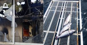 Puno: Incendian piscigranja y liberan a cientos de toneladas de truchas carnívoras