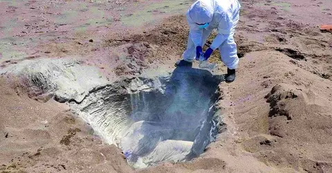 Chincha: 10 mil gallinas de granja se contagiaron de gripe aviar y tuvieron que ser sacrificadas