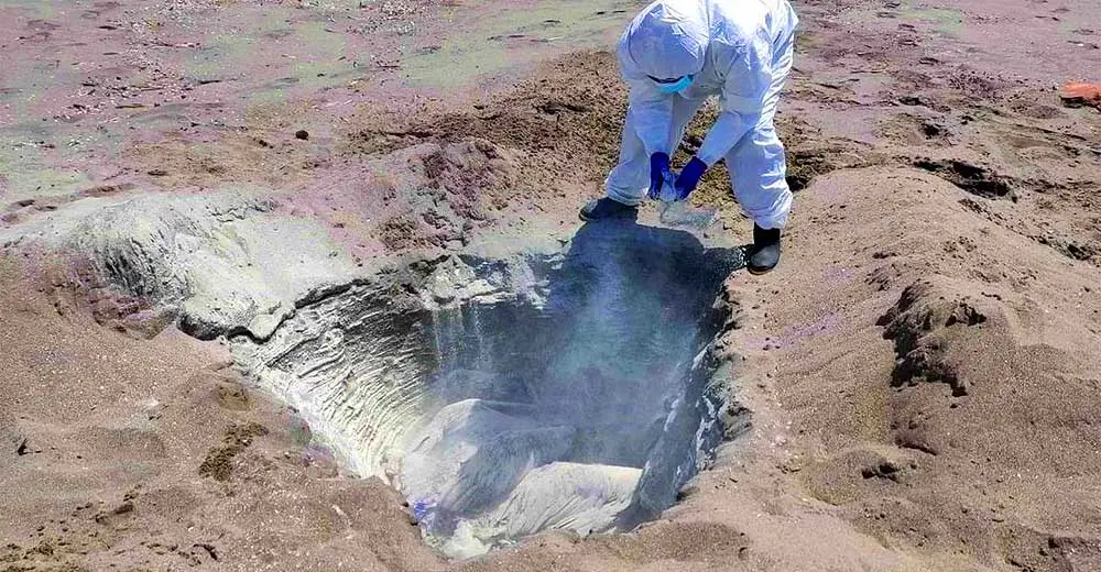 Chincha: 10 mil gallinas de granja se contagiaron de gripe aviar y tuvieron que ser sacrificadas