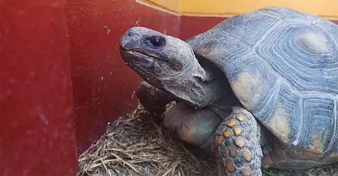 Encuentran una tortuga deambulando a solas en las calles de Nasca