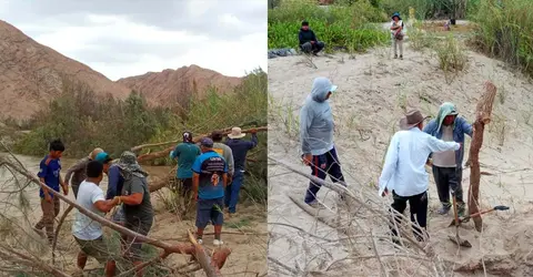 Ica: Propios agricultores construyen defensa ribereña con ramas contra los huaicos en Ocucaje