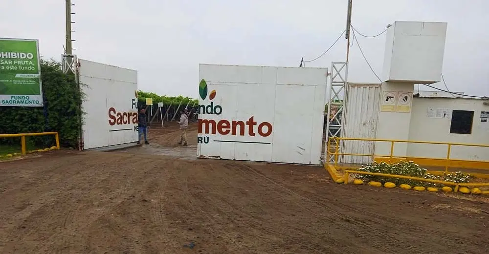 Ica: Obreros denuncian que el Fundo Sacramento se niega a pagarles tras hacerlos trabajar