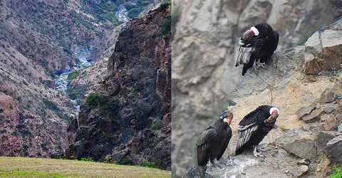 Impulsarán la construcción de un mirador para avistamiento de cóndores en Nasca