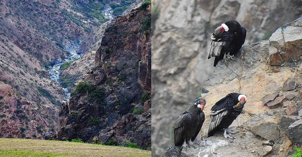 Impulsarán la construcción de un mirador para avistamiento de cóndores en Nasca