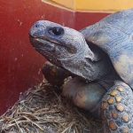 Encuentran una tortuga deambulando a solas en las calles de Nasca