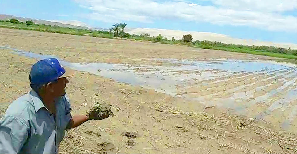 Ica: Agricultores se quiebran al ver 200 hectáreas de cultivos destruidos por huaicos y desborde.