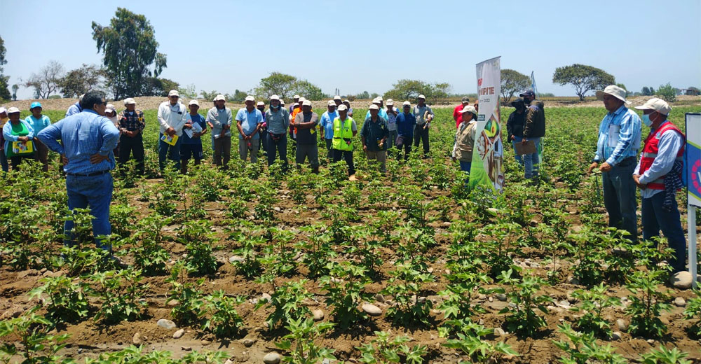 Ica: Impulsan reactivación económica para los pequeños agricultores