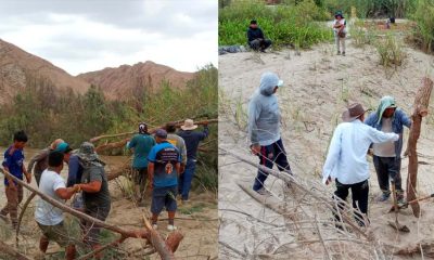 Ica: Propios agricultores construyen defensa ribereña con ramas contra los huaicos en Ocucaje