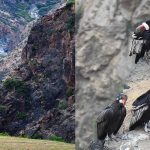 Impulsarán la construcción de un mirador para avistamiento de cóndores en Nasca