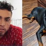 Dictan prisión preventiva contra sujeto que mató a balazos a un perro rottweiler