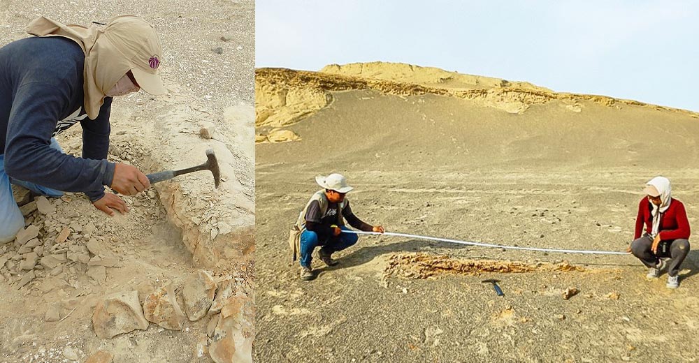 Ica: Descubren bosques fósiles de aproximadamente 40 millones de años en Ocucaje