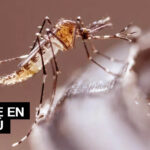 ALERTA: Reinfección por dengue siempre es más grave que la anterior