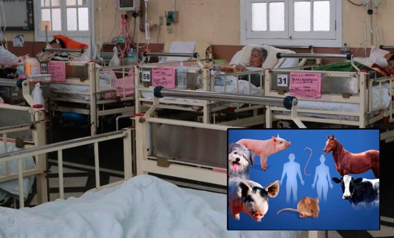Ica: Se elevan a más de 400 los casos de leptospirosis a nivel regional - Ica