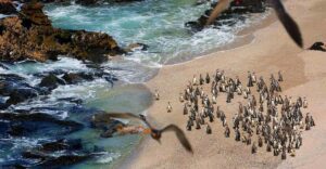 Turismo en Ica: formalizan al 100% la actividad turística en la Reserva Nacional San Fernando