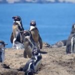 Están desapareciendo y muriendo en las costas de Ica. Dramáticas consecuencias están afectando a un grupo de valientes pingüinos, quienes se encuentran en una lucha desesperada contra la propagación de la gripe aviar y el inquietante aumento de las temperaturas marinas, desencadenado por el fenómeno climático conocido como El Niño. Estos pingüinos, forman parte del prestigioso programa de investigación Punta San Juan. Han sido golpeados duramente por los estragos de estas enfermedades, poniendo en peligro su supervivencia y desencadenando una alarmante disminución en sus números. El objetivo principal de este programa de investigación es estudiar los ecosistemas marino-costeros de la Corriente de Humboldt. Es una na tarea crucial para fomentar la conservación de la biodiversidad en la región. El programa se basa en el centro de investigación de campo ubicado en la reserva guanera de Punta San Juan (PSJ), situada en la región de Ica. Como parte del meticuloso proceso de seguimiento, los expertos del Programa Punta San Juan marcan a los pingüinos con bandas de acero inoxidable en la aleta izquierda, una práctica que se lleva a cabo de manera rigurosa. Cada una de estas bandas posee un código único de cuatro dígitos, compuesto por una letra y tres números, lo que permite identificar y rastrear a los individuos. La península de Punta San Juan, abarcando unas extensas 54 hectáreas y ubicada en la costa sur del Perú, en la ciudad de Marcona, región de Ica, alberga el programa de investigación mencionado. Cabe destacar que este centro es parte integral de la Reserva Nacional Islas, Islotes y Puntas Guaneras, y es gestionado por el Servicio de Áreas Naturales Protegidas del Perú (Sernanp). Durante más de un cuarto de siglo, este programa se ha enfocado en el estudio de poblaciones silvestres y organismos marinos, con el fin de comprender mejor sus interacciones con el entorno y los impactos de la actividad humana en sus comunidades. El compromiso y la dedicación de los investigadores de Punta San Juan son fundamentales para abordar los desafíos actuales y garantizar un futuro sostenible para estas especies vulnerables.