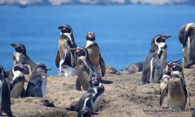 Están desapareciendo y muriendo en las costas de Ica. Dramáticas consecuencias están afectando a un grupo de valientes pingüinos, quienes se encuentran en una lucha desesperada contra la propagación de la gripe aviar y el inquietante aumento de las temperaturas marinas, desencadenado por el fenómeno climático conocido como El Niño. Estos pingüinos, forman parte del prestigioso programa de investigación Punta San Juan. Han sido golpeados duramente por los estragos de estas enfermedades, poniendo en peligro su supervivencia y desencadenando una alarmante disminución en sus números. El objetivo principal de este programa de investigación es estudiar los ecosistemas marino-costeros de la Corriente de Humboldt. Es una na tarea crucial para fomentar la conservación de la biodiversidad en la región. El programa se basa en el centro de investigación de campo ubicado en la reserva guanera de Punta San Juan (PSJ), situada en la región de Ica. Como parte del meticuloso proceso de seguimiento, los expertos del Programa Punta San Juan marcan a los pingüinos con bandas de acero inoxidable en la aleta izquierda, una práctica que se lleva a cabo de manera rigurosa. Cada una de estas bandas posee un código único de cuatro dígitos, compuesto por una letra y tres números, lo que permite identificar y rastrear a los individuos. La península de Punta San Juan, abarcando unas extensas 54 hectáreas y ubicada en la costa sur del Perú, en la ciudad de Marcona, región de Ica, alberga el programa de investigación mencionado. Cabe destacar que este centro es parte integral de la Reserva Nacional Islas, Islotes y Puntas Guaneras, y es gestionado por el Servicio de Áreas Naturales Protegidas del Perú (Sernanp). Durante más de un cuarto de siglo, este programa se ha enfocado en el estudio de poblaciones silvestres y organismos marinos, con el fin de comprender mejor sus interacciones con el entorno y los impactos de la actividad humana en sus comunidades. El compromiso y la dedicación de los investigadores de Punta San Juan son fundamentales para abordar los desafíos actuales y garantizar un futuro sostenible para estas especies vulnerables.