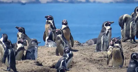 Están desapareciendo y muriendo en las costas de Ica. Dramáticas consecuencias están afectando a un grupo de valientes pingüinos, quienes se encuentran en una lucha desesperada contra la propagación de la gripe aviar y el inquietante aumento de las temperaturas marinas, desencadenado por el fenómeno climático conocido como El Niño. Estos pingüinos, forman parte del prestigioso programa de investigación Punta San Juan. Han sido golpeados duramente por los estragos de estas enfermedades, poniendo en peligro su supervivencia y desencadenando una alarmante disminución en sus números. El objetivo principal de este programa de investigación es estudiar los ecosistemas marino-costeros de la Corriente de Humboldt. Es una na tarea crucial para fomentar la conservación de la biodiversidad en la región. El programa se basa en el centro de investigación de campo ubicado en la reserva guanera de Punta San Juan (PSJ), situada en la región de Ica. Como parte del meticuloso proceso de seguimiento, los expertos del Programa Punta San Juan marcan a los pingüinos con bandas de acero inoxidable en la aleta izquierda, una práctica que se lleva a cabo de manera rigurosa. Cada una de estas bandas posee un código único de cuatro dígitos, compuesto por una letra y tres números, lo que permite identificar y rastrear a los individuos. La península de Punta San Juan, abarcando unas extensas 54 hectáreas y ubicada en la costa sur del Perú, en la ciudad de Marcona, región de Ica, alberga el programa de investigación mencionado. Cabe destacar que este centro es parte integral de la Reserva Nacional Islas, Islotes y Puntas Guaneras, y es gestionado por el Servicio de Áreas Naturales Protegidas del Perú (Sernanp). Durante más de un cuarto de siglo, este programa se ha enfocado en el estudio de poblaciones silvestres y organismos marinos, con el fin de comprender mejor sus interacciones con el entorno y los impactos de la actividad humana en sus comunidades. El compromiso y la dedicación de los investigadores de Punta San Juan son fundamentales para abordar los desafíos actuales y garantizar un futuro sostenible para estas especies vulnerables.