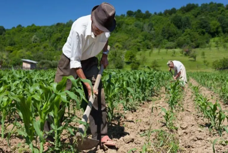 Juntas de Usuarios de Piura y Tumbes exigen apoyo al agro y respaldan protestas contra el gobierno - Perú
