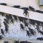 Senasa advierte que está por llegar cinco plagas que afectará Lima y el sur peruano a causa de El Niño