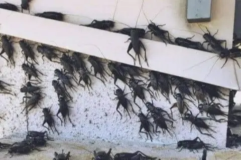 Senasa advierte que está por llegar cinco plagas que afectará Lima y el sur peruano a causa de El Niño